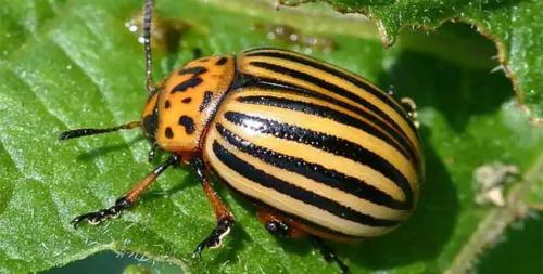 Как в России появился колорадский жук. Появление колорадского жука в России 03