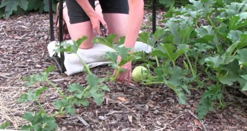 Когда срывать тыкву в подмосковье в открытом грунте. От чего зависит уборка тыквы 14