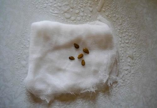 Посадка гарбуза. Выбор и подготовка семян