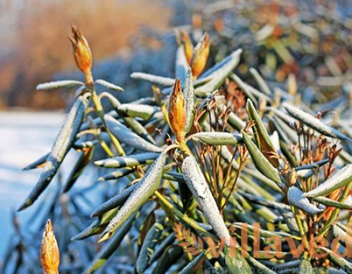 Когда укрывать рододендроны в подмосковье. Укрываем рододендрон на зимнее время 05