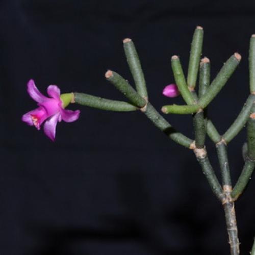 Хатиора приметы можно ли держать дома. Хатиора: приметы, можно ли держать дома 16