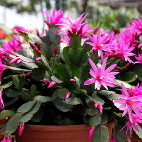 Хатиора приметы можно ли держать дома. Хатиора: приметы, можно ли держать дома 17