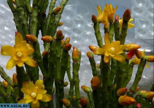 Хатиора приметы можно ли держать дома. Хатиора: приметы, можно ли держать дома 05