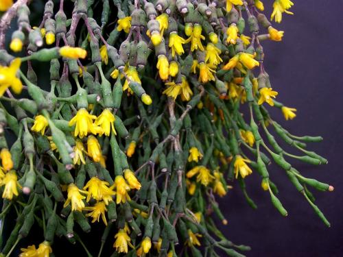 Цветок пьяница. Танцующие кости или Хатиора