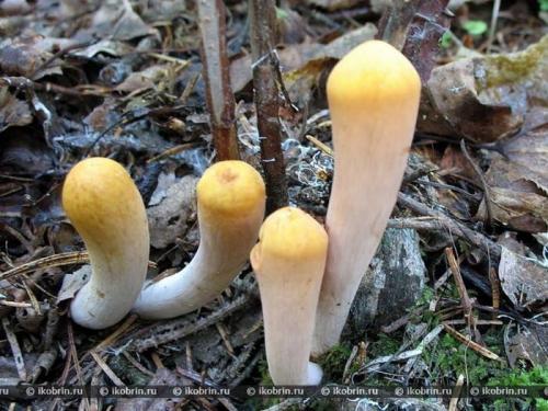 Какие грибы растут в беларуси. Первые весенние виды 01