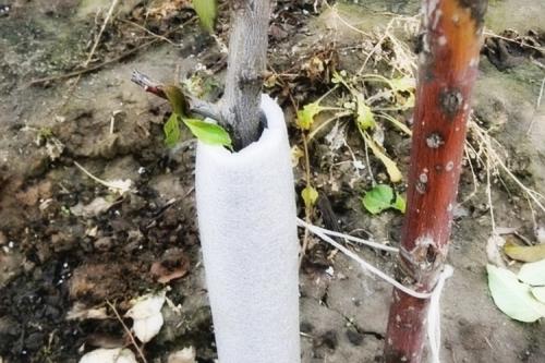 Чем обернуть деревья на зиму. Для чего нужно укрывать молодые деревья?