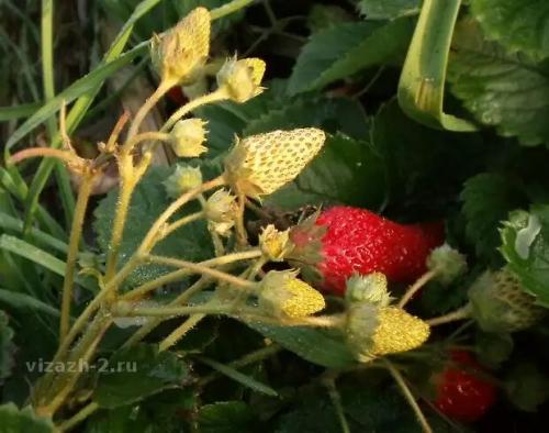 Как укрыть клубнику укрывным материалом на зиму. Чем я клубнику укрывать буду, а чем не буду и другим не советую: укрываем клубнику на зиму надежно и правильно