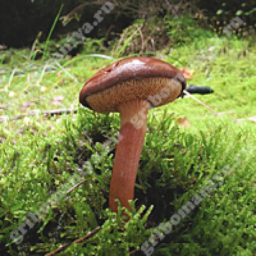 Козляк гриб съедобный или нет. — условно съедобный гриб 03