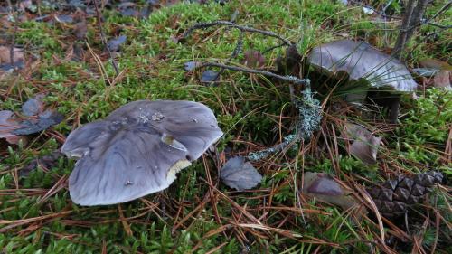 Рядовка серая. ТОП 6 съедобных Рядовок, которые нужно знать в лицо. Част. 