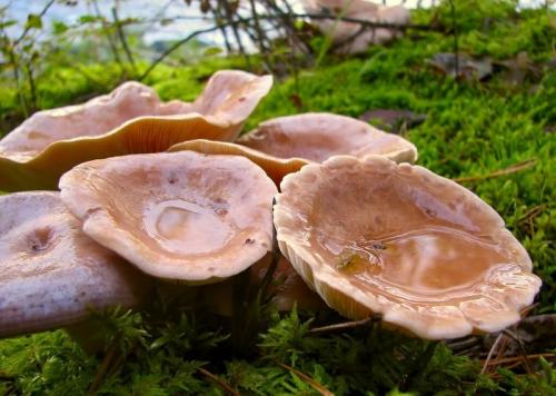 Быстрая засолка волнушек. Солим волнушки дома