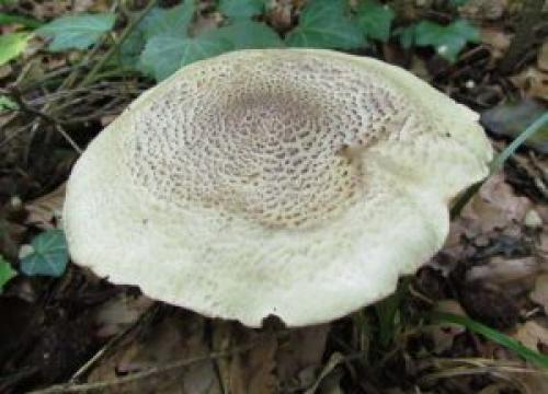 Рядовка ядовитая википедия. Описание