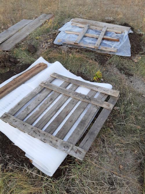 Как укрыть черенки роз на зиму. Укрытие череночника