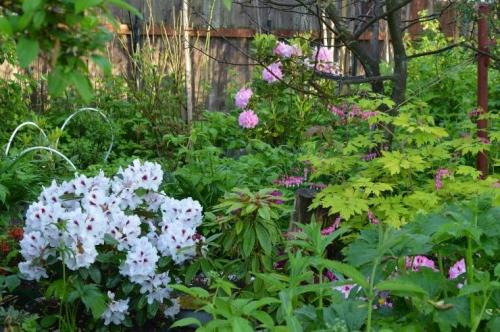 Зимостойкие сорта рододендронов для Подмосковья. Сорта вечнозеленых рододендронов для Подмосковья