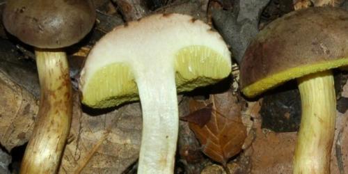 Чем отличается польский гриб от маховика. Польский гриб и его фото