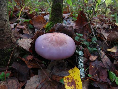 Синие грибы. Время синих