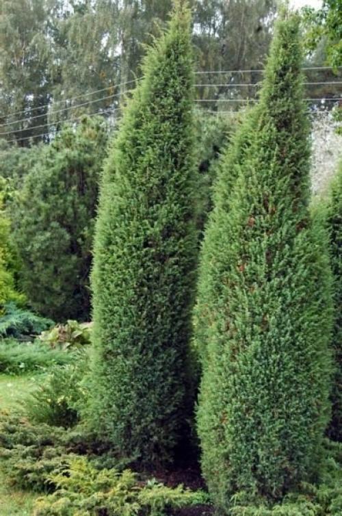 Можжевельник в саду. Виды можжевельника: фото и описание