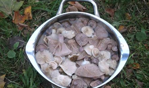 Как засолить рядовки грибы. Способы засолки рядовок на зиму 02