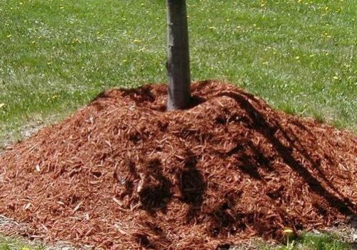 Как утеплить кусты на зиму. Как правильно утеплить молодую и взрослую яблоню на зиму