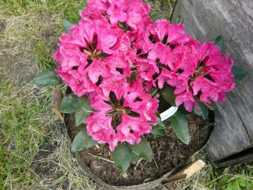 Зимостойкие сорта рододендронов для Подмосковья. Сорта вечнозеленых рододендронов для Подмосковья