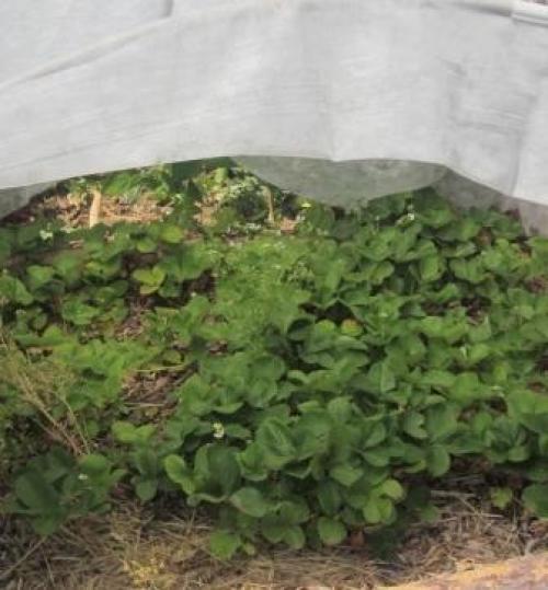 Укрытие клубники на зиму в сибири. Как укрыть клубнику на зиму