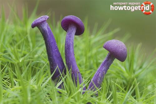 Лаковица фиолетовая. Лаковица аметистовая — описание, где растет, ядовитость гриба