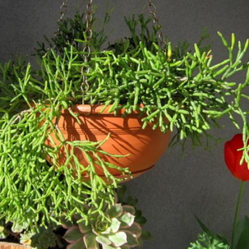 Хатиора приметы можно ли держать дома. Хатиора: приметы, можно ли держать дома 08