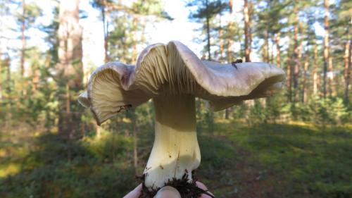 Рядовка серая. ТОП 6 съедобных Рядовок, которые нужно знать в лицо. Част. 