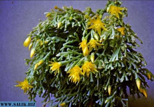 Хатиора приметы можно ли держать дома. Хатиора: приметы, можно ли держать дома 04