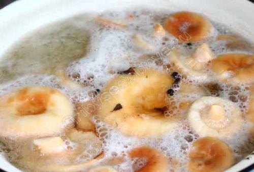 Солить грибы волнушки холодным способом. Как солить волнушки на зиму в банках 02