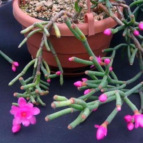 Хатиора приметы можно ли держать дома. Хатиора: приметы, можно ли держать дома 19