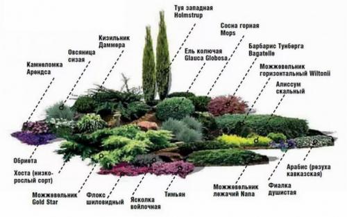 Как красиво посадить можжевельник. Как посадить можжевельник вдоль дорожки