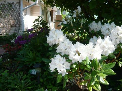 Зимостойкие сорта рододендронов для Подмосковья. Сорта вечнозеленых рододендронов для Подмосковья