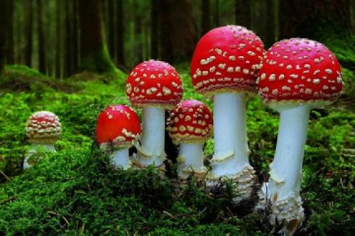 Грибные места под минском. Сайт про карты