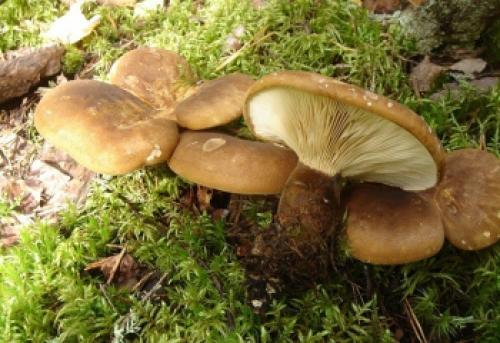 Как солить свинушки и волнушки. Как солить толстую свинушку и волнушку