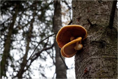 Королевские опята. Королевский опёнок!