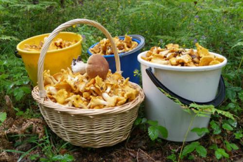 Грибные места под минском. Сайт про карты