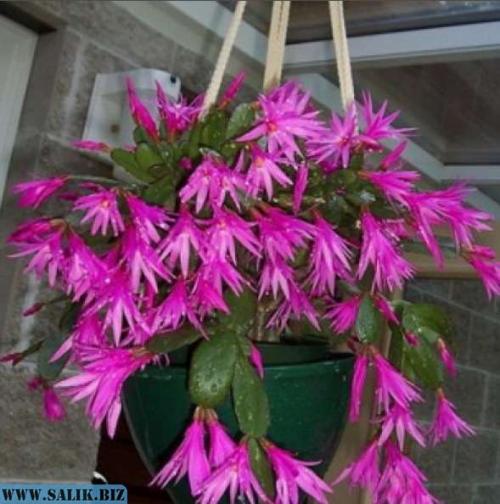 Хатиора приметы можно ли держать дома. Хатиора: приметы, можно ли держать дома 03