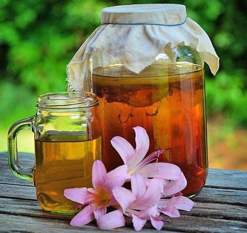 Плесень на свежих грибах. Чайный гриб заплесневел: что делать, если появляется плесень в банке