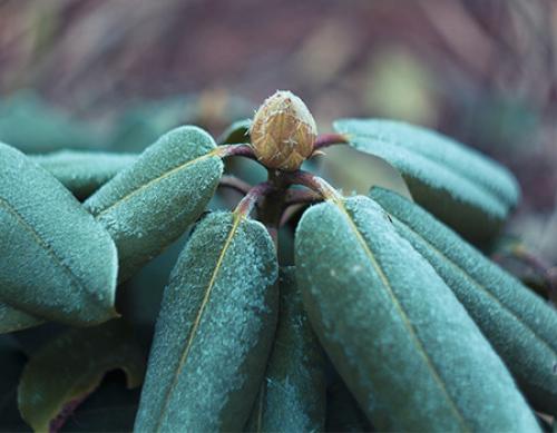 Когда укрывать рододендроны в подмосковье. Укрываем рододендрон на зимнее время 04