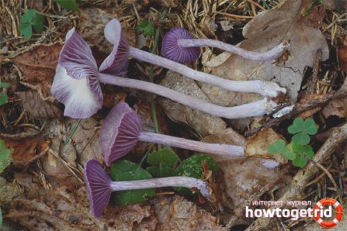 Лаковица фиолетовая. Лаковица аметистовая — описание, где растет, ядовитость гриба