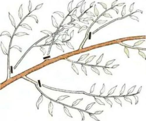 Как утеплить молодые саженцы плодовых деревьев. Утепление ствола дерева 03