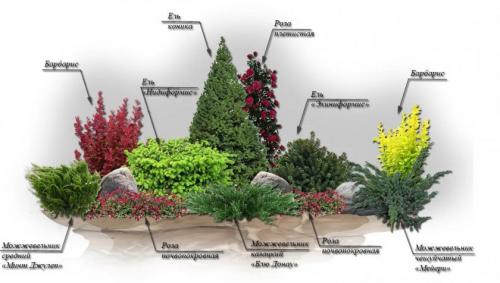 Как красиво посадить можжевельник. Как посадить можжевельник вдоль дорожки