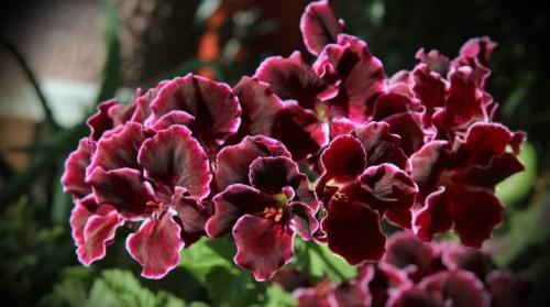 Размножение королевской пеларгонии. Королевская герань: сорта, выращивание, размножение