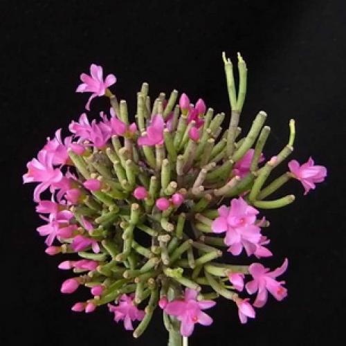 Хатиора приметы можно ли держать дома. Хатиора: приметы, можно ли держать дома 12