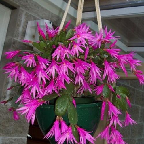 Хатиора приметы можно ли держать дома. Хатиора: приметы, можно ли держать дома 09