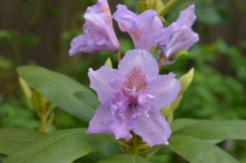 Зимостойкие сорта рододендронов для Подмосковья. Сорта вечнозеленых рододендронов для Подмосковья