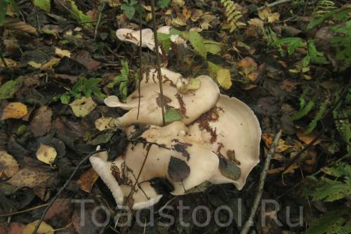 Синие грибы. Время синих