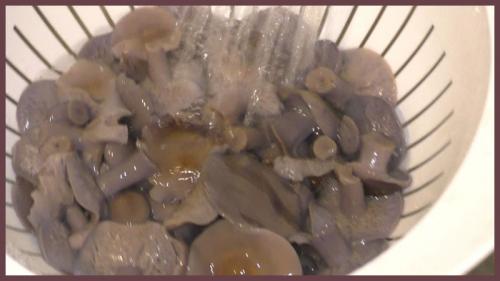 Грибы серая рядовка солить. Как солить рядовки в домашних условиях?