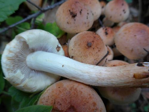 Грибы похожие на опята, но желтые. Ложные опята и чешуйчатки. Фото.