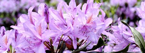 Когда укрывать рододендроны в подмосковье. Укрываем рододендрон на зимнее время 03